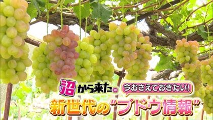 オススメは“黒いシャインマスカット”！いまが旬なブドウマニア厳選「新世代ブドウ」と甘さの見分け方