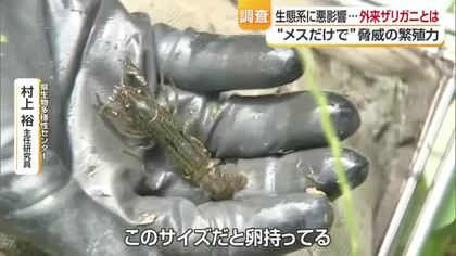 “生後間もなくメスだけで繁殖”「ミステリークレイフィッシュ」松山の泉「定着可能性極めて高い」【愛媛】
