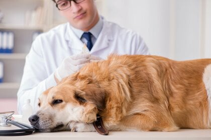 ペットも熱中症に注意! 屋外では人間より+10度以上の暑さを感じている可能性…予防法と応急処置を獣医師に聞いた