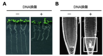 植物がDNAの傷ついた幹細胞を取り除く仕組みを発見