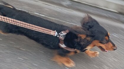 うれしすぎて長くなった？前日は行けなかった散歩でダッシュするダックスがかわいい…当日の様子を飼い主に聞いた