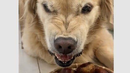 「こわっ」栗の前で“ガルル顔”になる犬の貫禄がすごい！“甥っ子”犬は近くでビビり…なぜこうなる？理由を飼い主に聞いた