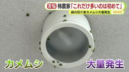 平年の6倍!?緑の厄介者・カメムシが大量発生　柿農家「これだけ多いのは初めて」　対策グッズの問い合わせも急増