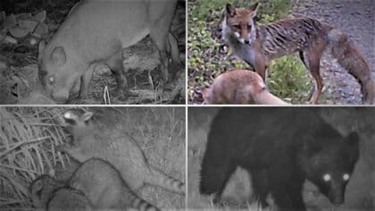 暗闇に現れるイノシシやクマ… カメラが捉えた“鳥獣被害”の実態 田畑荒らされ収穫に影響も【新潟発】