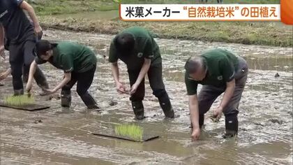 新潟・長岡市の米菓メーカー　“自然栽培米”の田植えでコメへの理解促進「農家の苦労体験できた」