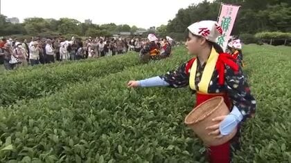 昔ながらの茶つみを体験…岡山後楽園で「茶つみ祭」【岡山】
