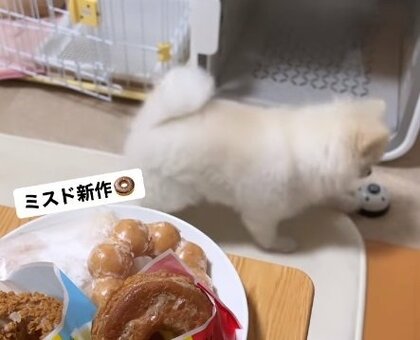 「ドーナツ食べたい」でチーン! “ベル”を使いこなすポメラニアンがかわいい…おねだり以外のアピールにも活用