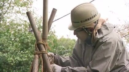 雪の季節を前に「雪囲い」作業始まる - 高岡市古城公園で1500本の木々を守る冬支度