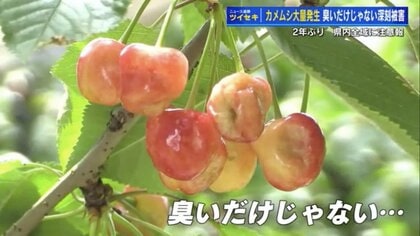 旬のサクランボがボコボコに… 「カメムシ注意報」発表の広島県内で、“においだけじゃない”被害深刻