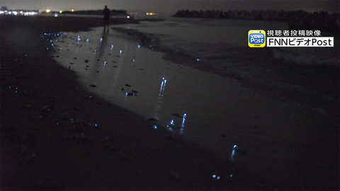富山県の浜辺で ホタルイカの身投げ 青白く発光の理由は 残像を残して逃げるため らしい