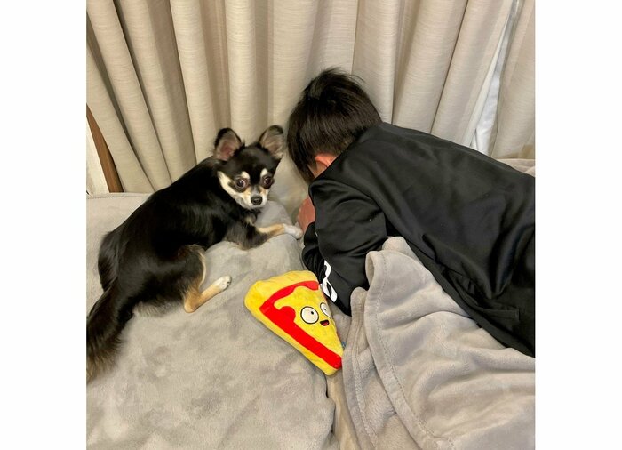 先日も同じポーズで別のおもちゃを探していた(提供:チワワのごまじろーさん)