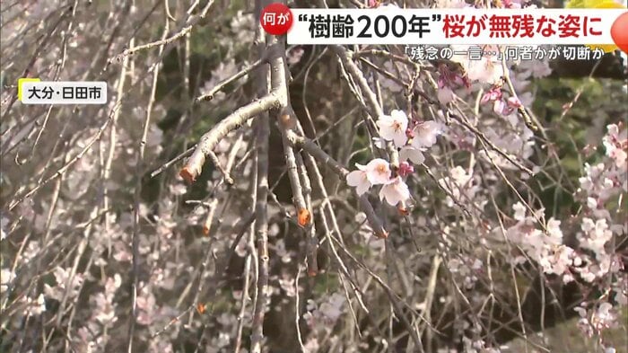 複数の枝が無くなっていた大原大しだれ桜