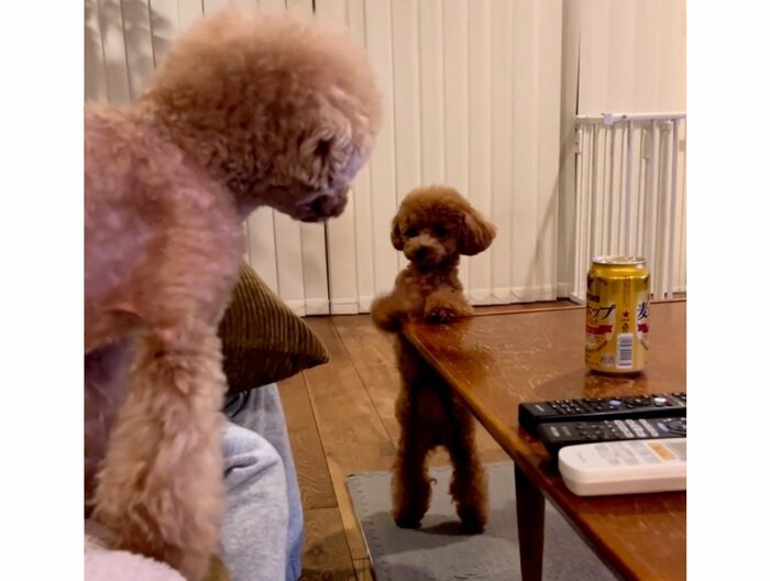 立ってごはんを催促。手前は同居犬のディノくん(提供:トイプードル ディノセナとジュリさん)