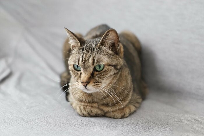 キジトラは野生猫の毛柄(画像はイメージ)