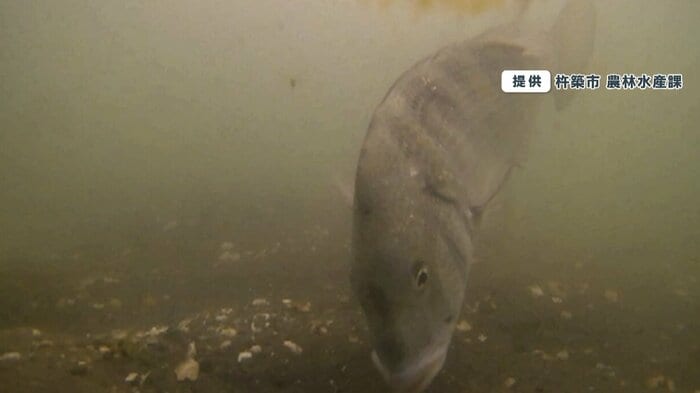 海底を掘り起こしているクロダイ