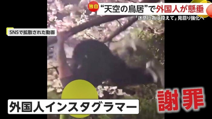 桜の木で懸垂と逆上がりを行う外国人