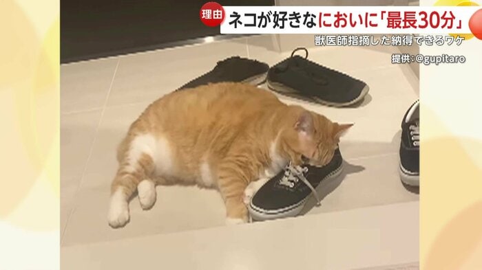 靴のにおいを嗅ぐのが止まらないネコ