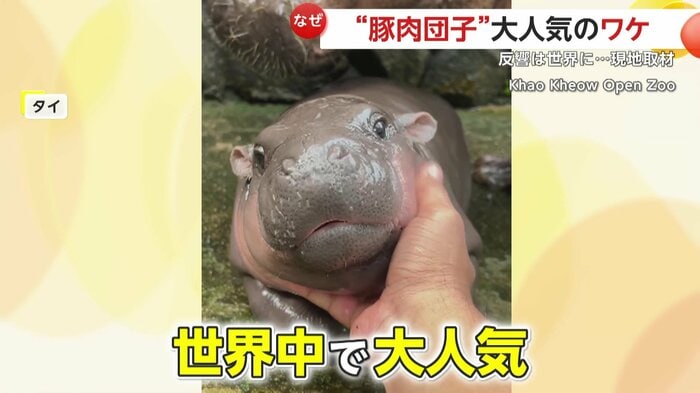 なでられてうっとり顔のムーデン(提供:Khao Kheow Open Zoo)