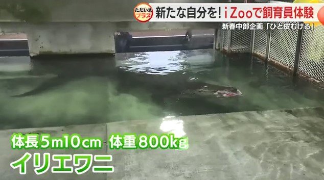 イリエワニ