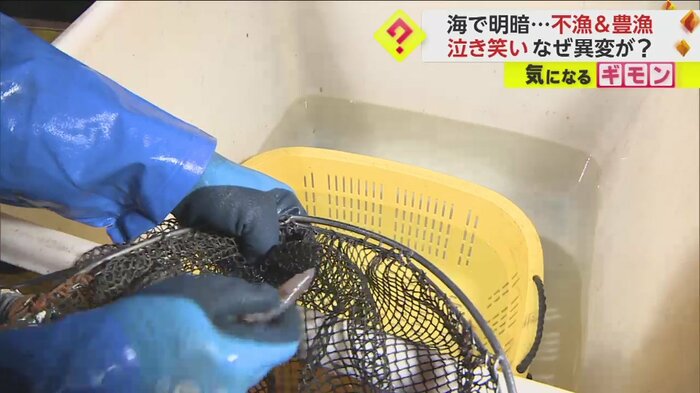網にかかったホタルイカを一匹、手でとる
