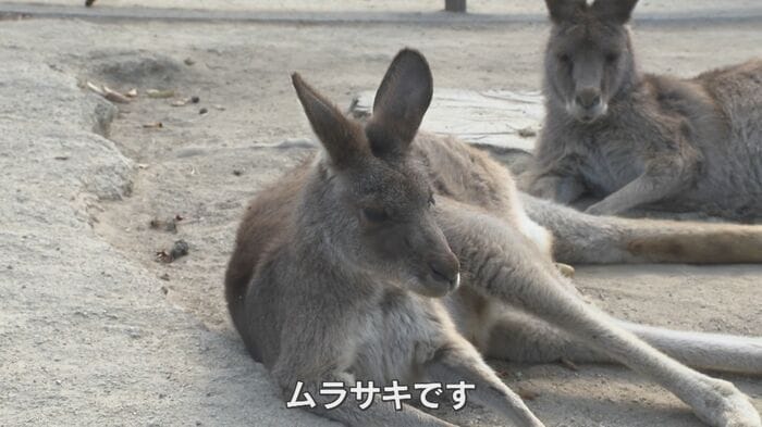植村さんはカンガルーの名前をスラスラと呼ぶ