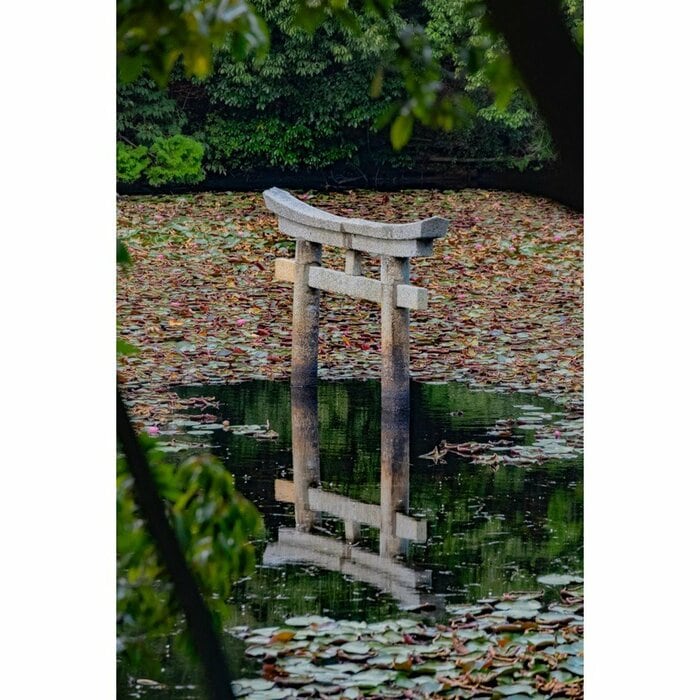 滋賀県・弁天池の沈み鳥居（2023年9月撮影）