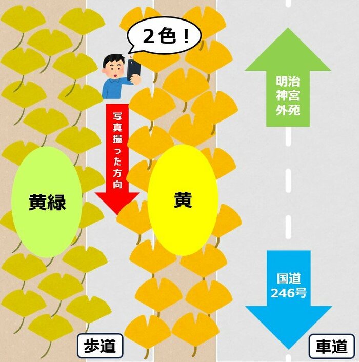 色違いのイチョウがきれいに2列に並んで見える <筆者作成>