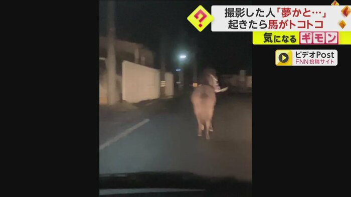 ライトに照らされながら車の前を走り続ける馬