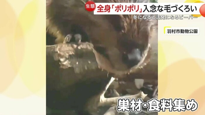 巣材を集めているビーバー(映像提供:ヒノトントンZOO(羽村市動物公園))