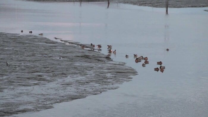 カモが群れる有明海