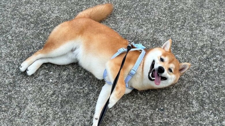 「ずっと笑顔で怖かった」ニコニコしながら“散歩拒否”する柴犬がかわいい…飼い主を困らせたかったのか状況を聞いた｜FNNプライムオンライン