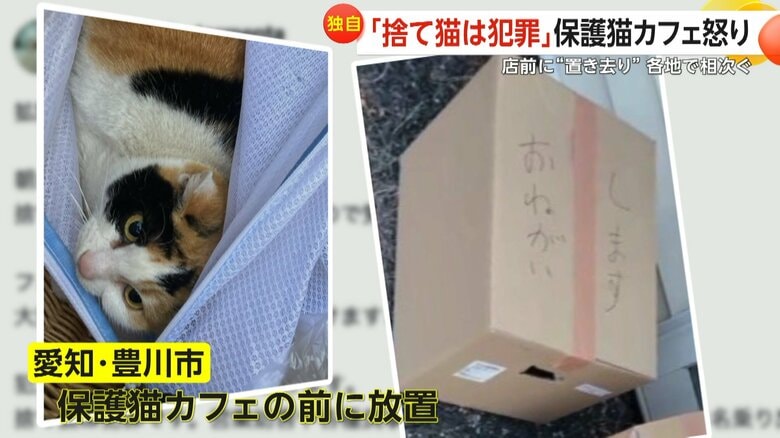 【独自】「猫カフェは猫捨て場じゃない！」店前に繰り返し捨てられる猫たち「下手すると営業停止になる病気の捨て猫も」｜FNNプライムオンライン