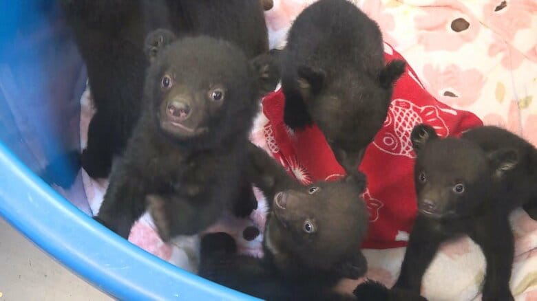 中には双子の子熊も…ニホンツキノワグマの赤ちゃん10頭がすくすく成長 岐阜県高山市の奥飛騨クマ牧場｜FNNプライムオンライン