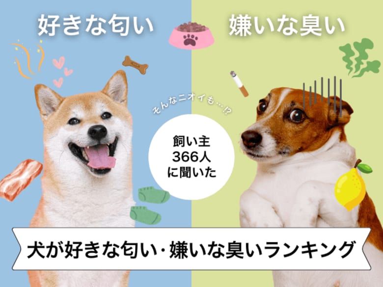 【飼い主366人に調査】犬が好きな匂い・苦手な臭いランキング！焼肉？靴下のニオイ…？意外な結果が判明。