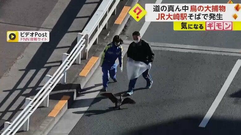道路の真ん中に首の長い大きな鳥　JR大崎駅近くで…走り回る“カワウ”に警察が15分の追跡劇　300m以上が渋滞　｜FNNプライムオンライン