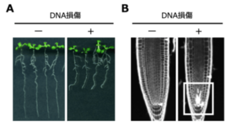 植物がDNAの傷ついた幹細胞を取り除く仕組みを発見