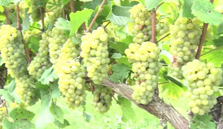 京都府京丹波町のワイン工場で、ことし収穫したブドウを使った新酒の仕込み作業｜FNNプライムオンライン