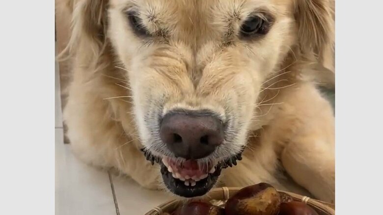 「こわっ」栗の前で“ガルル顔”になる犬の貫禄がすごい！“甥っ子”犬は近くでビビり…なぜこうなる？理由を飼い主に聞いた｜FNNプライムオンライン