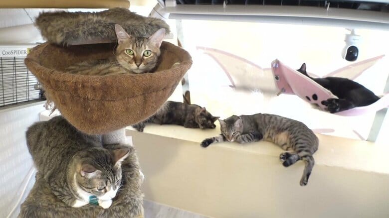 息子の死がきっかけに…300匹譲渡してきた「保護猫カフェ」　橋渡し続ける夫婦「命失いたくない」【愛知発】｜FNNプライムオンライン
