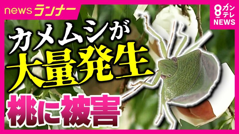 壁にびっしり…においも気になる「カメムシ」ことしも大量発生のおそれ　“100%の致死率”期待の駆除方法を取材　旬迎える桃にも被害で農家が悲鳴の中｜FNNプライムオンライン