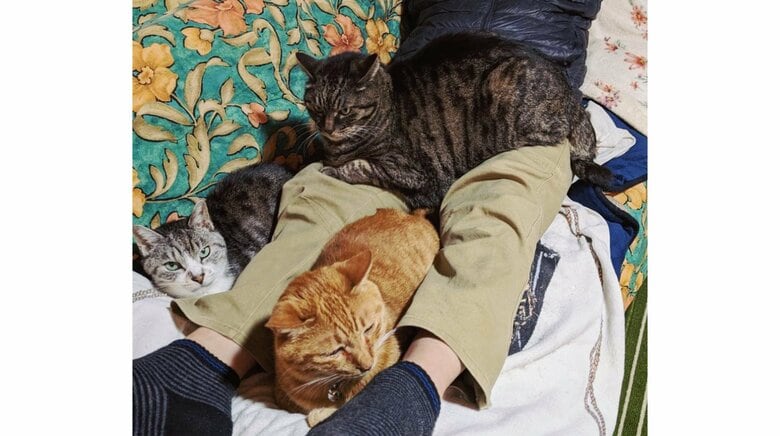 「飼わない！」と怒っていなかった？猫3匹に囲まれる父親の姿が最高…どれだけの溺愛っぷりか聞いた｜FNNプライムオンライン