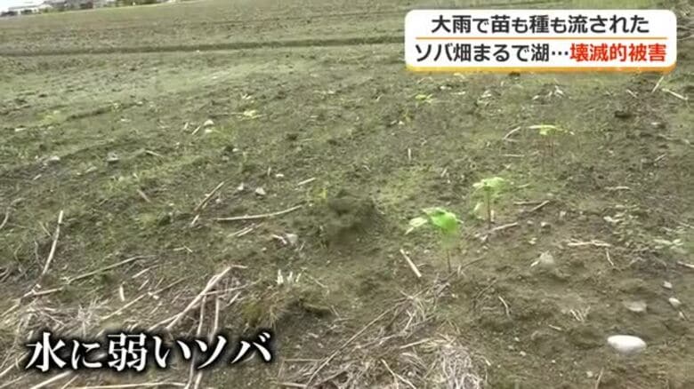“在来種ソバ王国”の危機　記録的大雨で坂井市丸岡町のソバ畑が全滅　種も流され壊滅的な被害｜FNNプライムオンライン