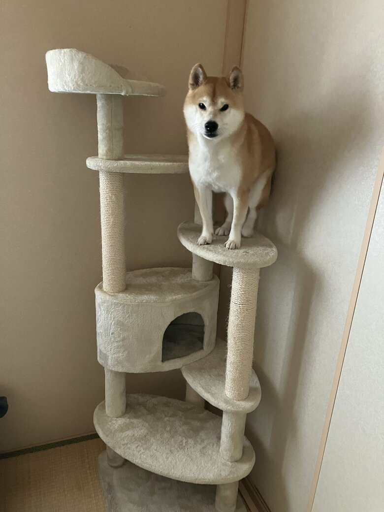 飼い主さんをじっと見つめる