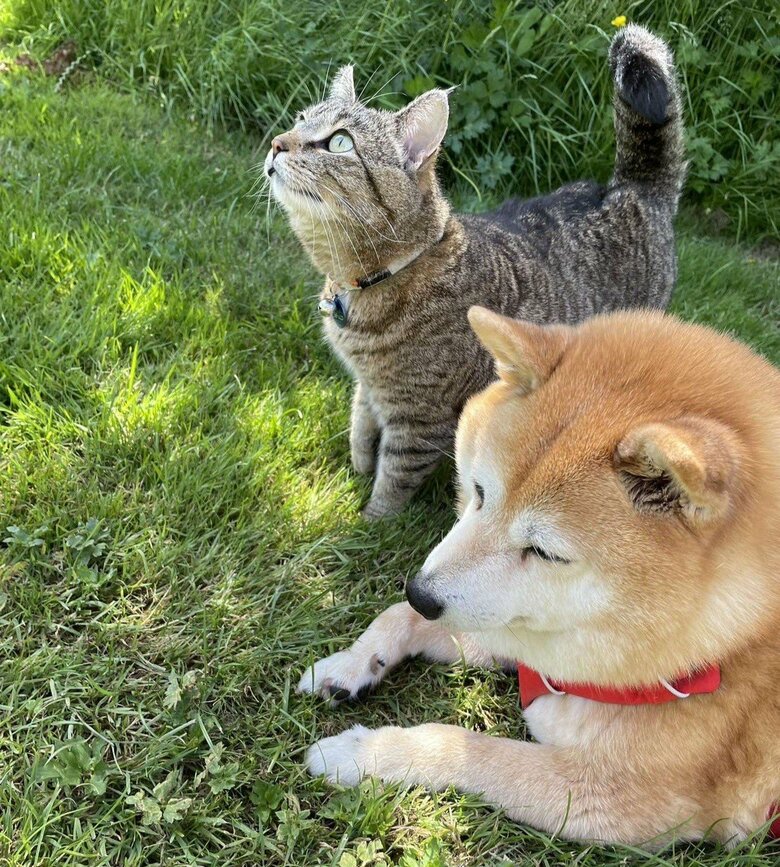 同居猫とのお散歩が日課