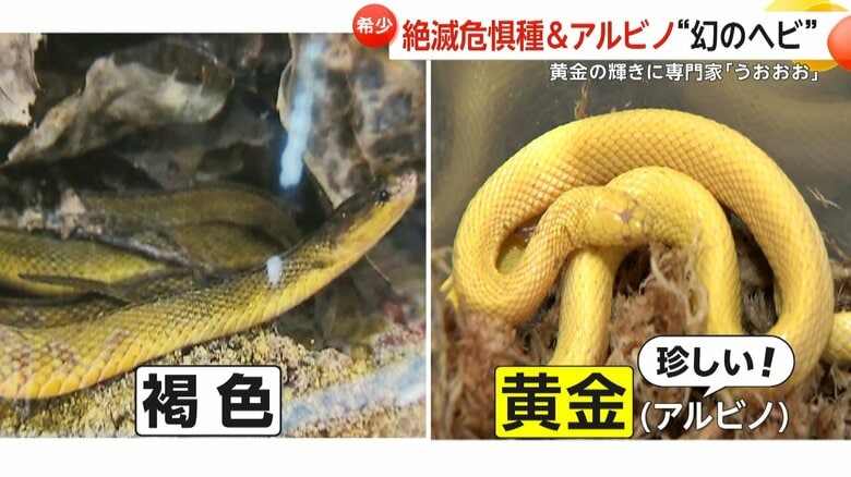 体の色素が抜けた珍しい「アルビノ」個体