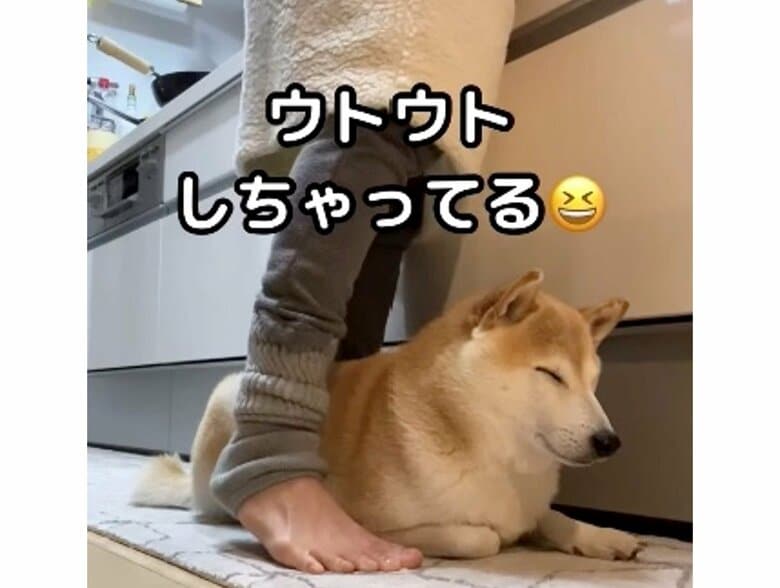 提供：柴犬Mamesuke・Korosuke大阪さん