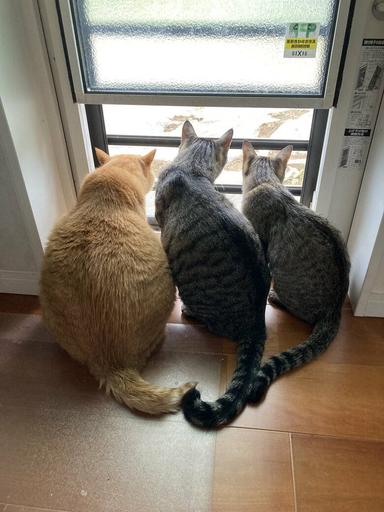 提供：すずつむふうさん