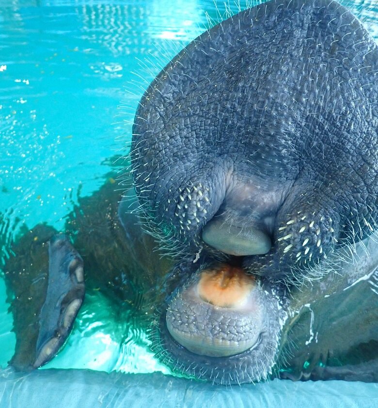 マナティーの口内　キュウ（提供：国営沖縄記念公園（海洋博公園）・沖縄美ら海水族館）
