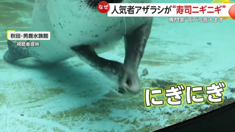 前のひれを器用に“ニギニギ”と何度も重ね合わせるゴマフアザラシ