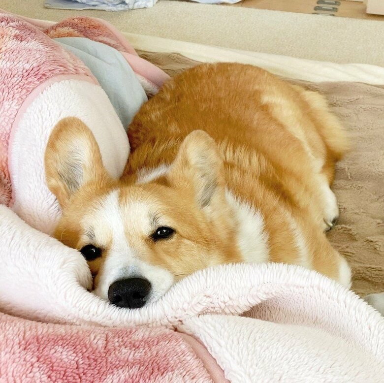 提供：むぎん家＠きよらさん